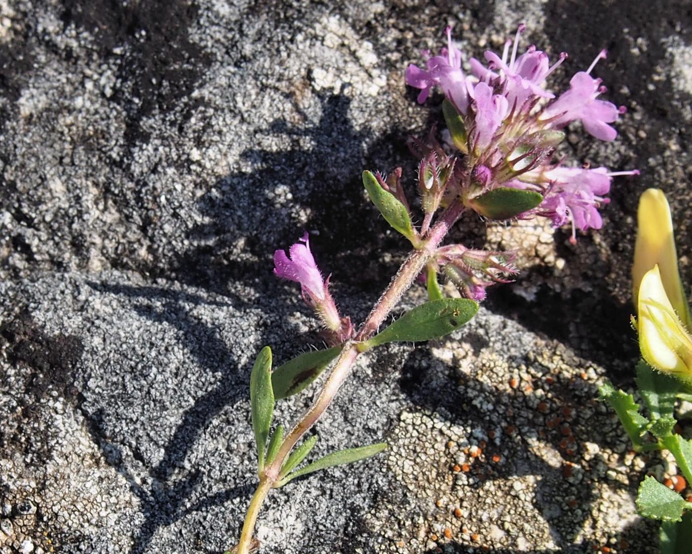 Thyme, [Variable hairy] flower